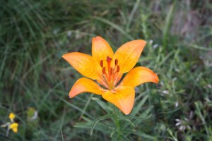 Lilium bulbiferum (4) (1200 x 801)